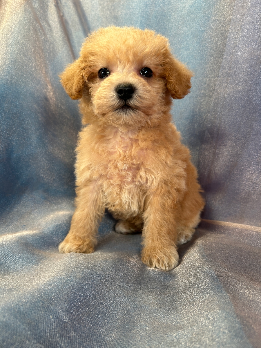 Female F1 Apricot Schnoodle Pup for Sale In Iowa DOB 8-21-2023